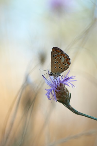 棕色和白色的蝴蝶栖息在近距离摄影白天紫色的花
